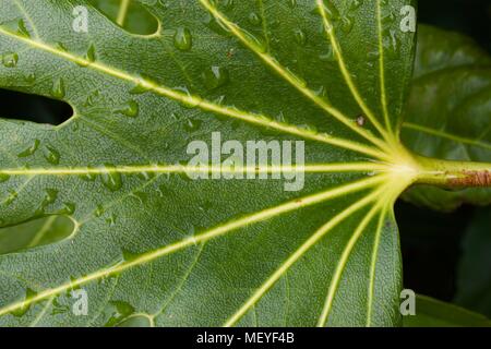 Fatsia japonica "aralia giapponese" Foto Stock