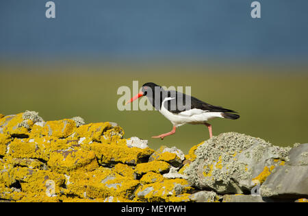 Eurasian oystercatcher (Haematopus ostralegus) camminando su un recinto di pietra in Scozia, Regno Unito Foto Stock