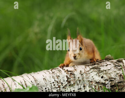 Close-up di un sorpreso Red scoiattolo (Sciurus vulgaris) su un registro, Finlandia. Foto Stock