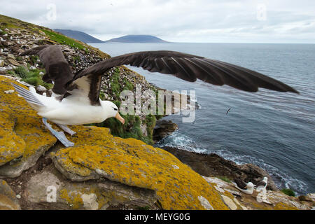 Close-up di un Black-browed Albatross con ali spalmabili pronto al decollo, Isole Falkland. Foto Stock