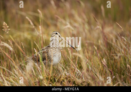 Close up di un sud americana snipe in piedi in un prato, Isole Falkland. Foto Stock