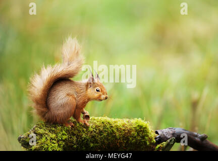 Red scoiattolo (Sciurus vulgaris) seduto su un registro di muschio, Inghilterra, Regno Unito. Foto Stock