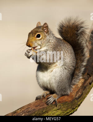 Close-up di un Orientale scoiattolo grigio seduta nella struttura ad albero e mangiare i dadi, UK.