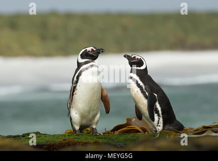 Due i pinguini di Magellano in piedi su una riva dell Oceano Atlantico, Isole Falkland. Foto Stock