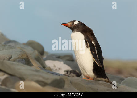 Close up di un pinguino Gentoo in piedi sulle rocce contro il cielo blu, Isole Falkland. Foto Stock