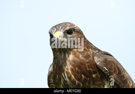 In prossimità di un comune poiana (Buteo buteo) contro il cielo blu chiaro, UK. Foto Stock