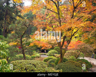 Autunno porta a cambiare colore al passeggiando Pond garden a Portland il famoso giardino giapponese del tè. Qui un paio wallks sotto una tettoia di brillanti r Foto Stock