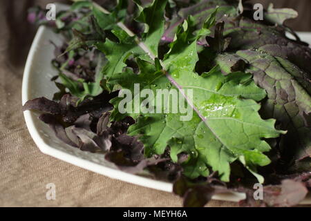 Ancora vita con foglie rosso kale russo Foto Stock