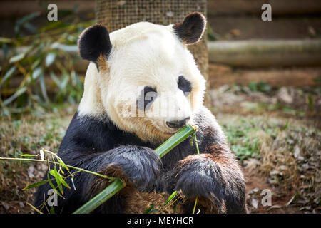 Atlanta capitale della condizione degli Stati Uniti della Georgia, lo Zoo di Atlanta Zoological Park gigantesco orso panda originario del sud della Cina centrale Foto Stock