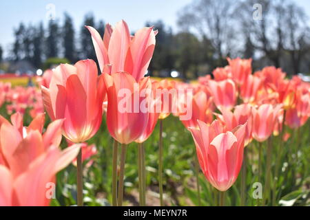 Righe di splendidi tulipani rosa al pattino di legno Tulip Festival in Woodburn Oregon Foto Stock