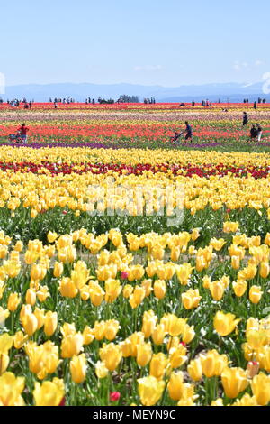 Righe e righe di tulipani colorati per essere ammirata dalla folla della scarpa in legno Tulip Festival in Woodburn Oregon Foto Stock