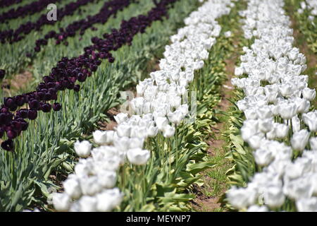 Viola scuro e bianco tulipani essendo cresciuta accanto a ogni altra al pattino di legno Tulip Festival in Woodburn Oregon Foto Stock