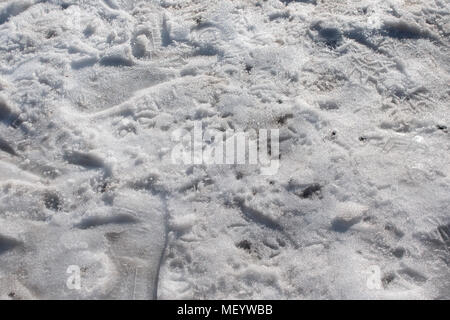 Coperta di neve a terra con umani diversi e fasi di uccelli. Sfondo di neve con tracce sulla neve Foto Stock