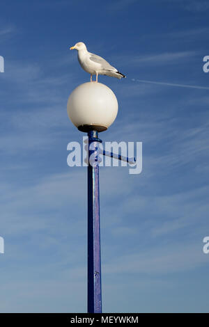 Un gabbiano aringhe in piedi su un alto lampione. Foto Stock