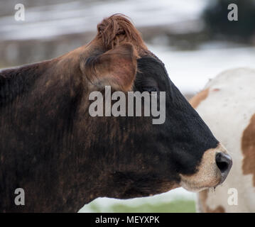 Guernsey vacche, sia oro e rosso (marrone). Profili e chiudere ups. Foto Stock