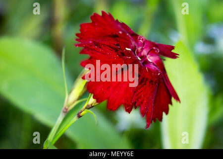 Red Carnation - Dianthus caryophyllus - nel giardino Foto Stock