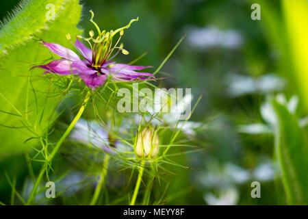 Caraways nero (nigella sativa) nel giardino Foto Stock