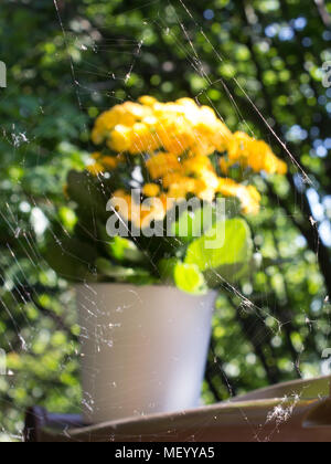 Sfondo con spider net. Messa a fuoco in primo piano su un ragno net. Dietro di loro è un fiore Vaso con fiori di colore giallo. Foto Stock