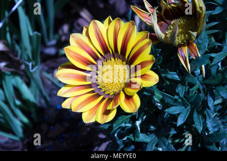 Bella due gazania giallo con pietra bianca sul giardino Foto Stock
