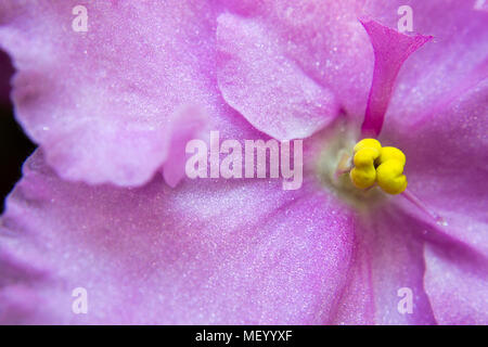 Foto macro di pistillo di violette africane - Saintpaulias. Foto Stock