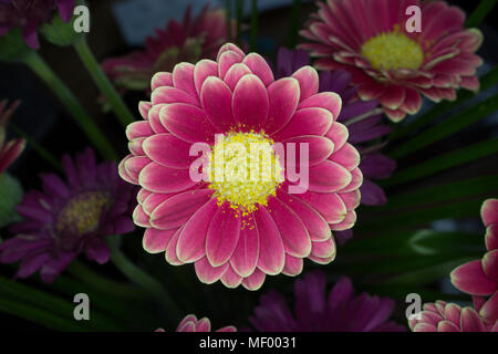 Rosa Rosso Giallo Daisy Gerbera fiori bianchi bouquet di rose Foto Stock