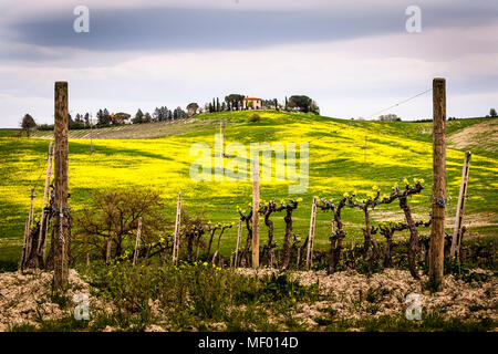 Paesaggio toscano in primavera, campi verdi, cipressi e ulivi, escursioni in Toscana, Brunello vigneti vicino Montalcino, Italia Foto Stock