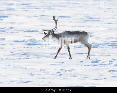 Incredibile caribou vagato attraverso la tundra ... soometimes in grandi mandrie e altre volte a pochi. Bella così come elegante guide. Foto Stock