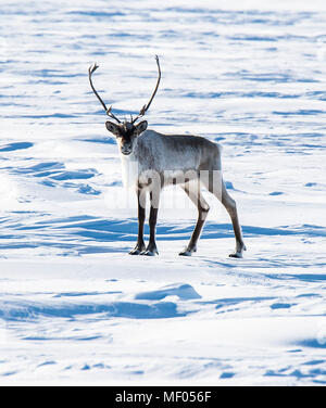 Incredibile caribou vagato attraverso la tundra ... soometimes in grandi mandrie e altre volte a pochi. Bella così come elegante guide. Foto Stock