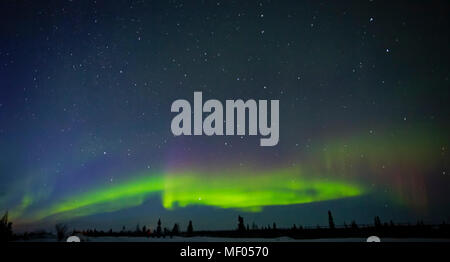 Incredibile Aurora Boreale illuminato il cielo settentrionale nel Wapusk National Park, Manitoba, Canada. Foto Stock
