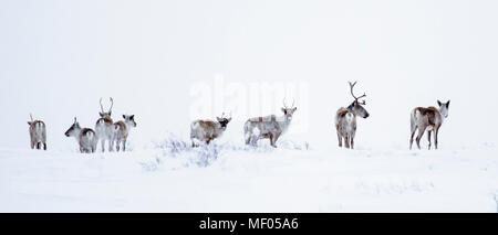 Incredibile caribou vagato attraverso la tundra ... soometimes in grandi mandrie e altre volte a pochi. Bella così come elegante guide. Foto Stock