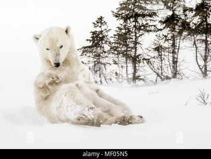 Orso polare madre allattava il Cubs vicino al denning area di Wapusk National Park, Manitoba, Canada. Foto Stock