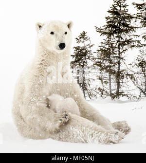 Orso polare madre allattava il Cubs vicino al denning area di Wapusk National Park, Manitoba, Canada. Foto Stock