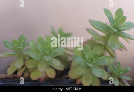 Siempre Viva, sedum palmeri piante in giardino Foto Stock