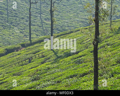 Valparai, India - 7 Marzo 2018: la piantagione di tè lavoratore con una scala sul suo modo di potare argento alberi di quercia (Grevillea robusta) Foto Stock