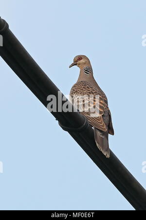 Oriental Tortora (Streptopelia orientalis oppureii) adulto appollaiato su power-line Taiwan Aprile Foto Stock