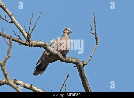 Oriental Tortora (Streptopelia orientalis oppureii) adulto appollaiato sul ramo Jinshan, Taiwan Aprile Foto Stock