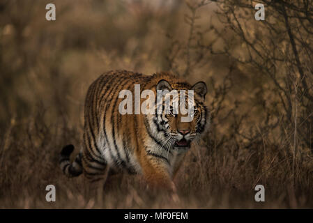 Tigre Siberiana femmina di camminare verso la telecamera / Panthera tigris altaica / Giovani / tiger imparare a cacciare Foto Stock