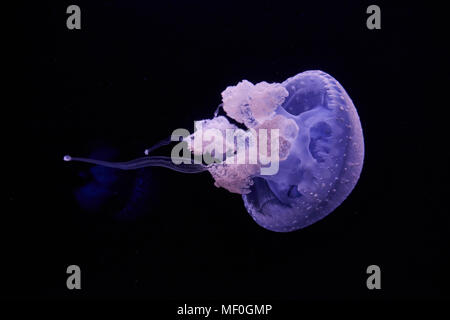 Blu meduse splendente di fronte a sfondo nero Foto Stock
