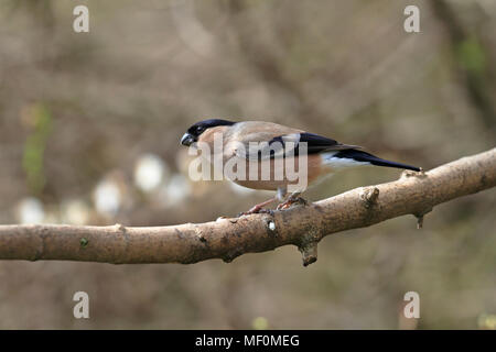 Femmina adulta Bullfinch, Pyrrhula pyrrhula appollaiato su un ramo, Inghilterra, Regno Unito. Foto Stock