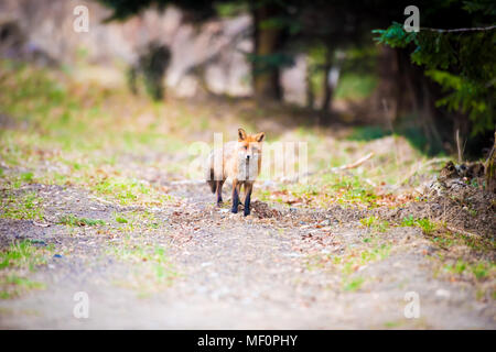 A piena lunghezza Ritratto di una posa red fox maschio in ambiente naturale. La bella foresta belva. Aspetto elegante di un dodgy vulpine.