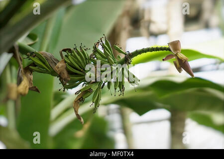 In crescita le banane verdi con fiore sulla banana Palm tree close-up, giornata di sole. Il fogliame tropicale. Astratto modello naturale, esotico scenario botanico Foto Stock