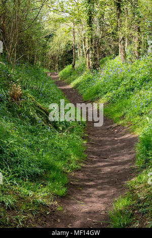 Una doverosa e verde bosco generico lane o percorso attraverso una foresta con erbe e bluebells su entrambi i lati della pista melmosa attraverso i boschi. Foresta Foto Stock