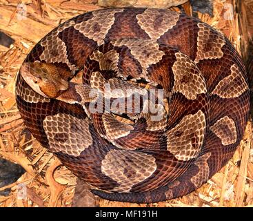 Northern copperhead snake (Agkistrodon contortrix mokasen), 2005. Immagine cortesia di centri per il controllo delle malattie (CDC) / Edward J. Wozniak. () Foto Stock