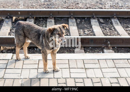 Senzatetto mongrel cane sulla stazione ferroviaria. Da sola triste pet in cerca di un nuovo proprietario. Foto Stock