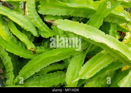 Freschezza Psophocarpus tetragonolobus Foto Stock