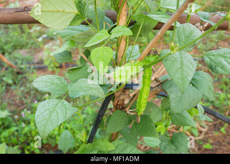 Freschezza Psophocarpus tetragonolobus Foto Stock