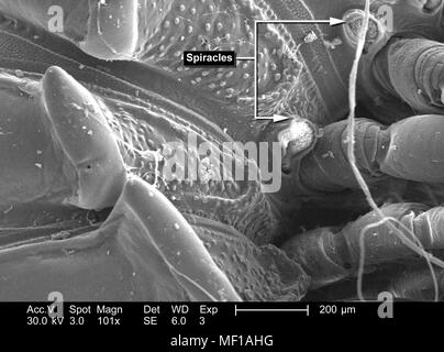 Le variazioni di configurazione di un millepiedi non identificato il corpo exoskeletal, raffigurato nella 101x di scansione ingrandita al microscopio elettronico (SEM) immagine, 2005. Immagine cortesia di centri per il controllo delle malattie (CDC) / Janice Haney Carr, Oren Mayer. () Foto Stock