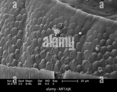 Le variazioni di configurazione di un millepiedi non identificato il corpo exoskeletal, raffigurato nel 819 x scansione ingrandita al microscopio elettronico (SEM) immagine, 2005. Immagine cortesia di centri per il controllo delle malattie (CDC) / Janice Haney Carr, Oren Mayer. () Foto Stock