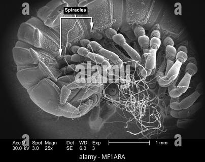 Caratteristiche morfologiche di un millepiedi non identificato il corpo segmentata, raffigurato in 25x di scansione ingrandita al microscopio elettronico (SEM) immagine, 2005. Immagine cortesia di centri per il controllo delle malattie (CDC) / Janice Haney Carr, Oren Mayer. () Foto Stock