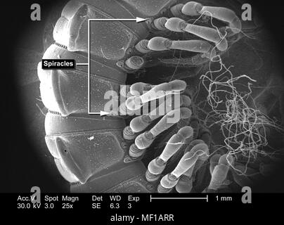 Caratteristiche morfologiche di un millepiedi non identificato il corpo segmentata, raffigurato in 25x di scansione ingrandita al microscopio elettronico (SEM) immagine, 2005. Immagine cortesia di centri per il controllo delle malattie (CDC) / Janice Haney Carr, Oren Mayer. () Foto Stock